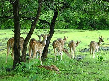 बारनवापारा वन्यजीव अभयारण्य, छत्तीसगढ़